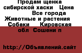 Продам щенка сибирской хаски › Цена ­ 8 000 - Все города Животные и растения » Собаки   . Кировская обл.,Сошени п.